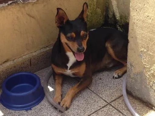 Cachorro ra a Pinscher idade 5 anos nome Pluto