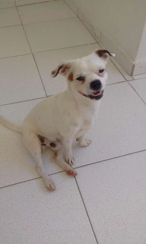 Cachorro ra a Misturado idade 7 a 11 meses nome Thor