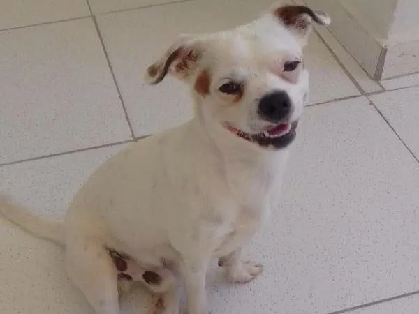 Cachorro ra a Misturado idade 7 a 11 meses nome Thor