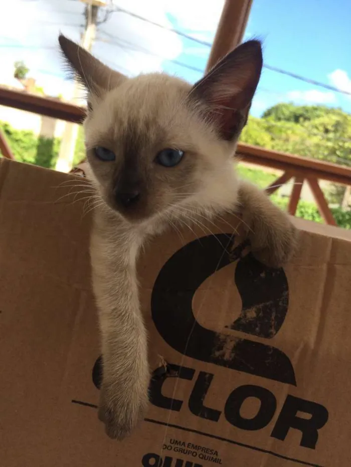 Gato ra a não definida  idade Abaixo de 2 meses nome sem nome