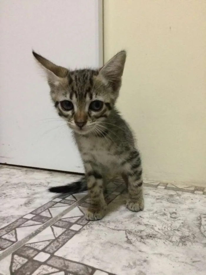 Gato ra a não definida  idade Abaixo de 2 meses nome sem nome