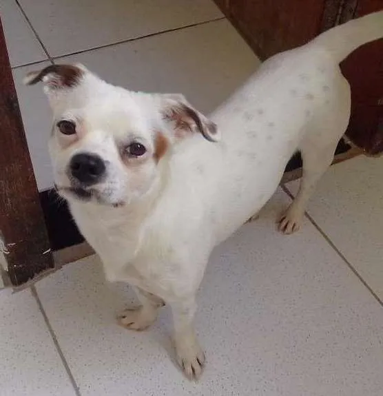 Cachorro ra a Misturado idade 7 a 11 meses nome Thor