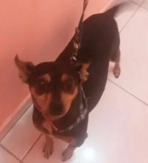 Cachorro raça Pinscher idade 5 anos nome Pluto