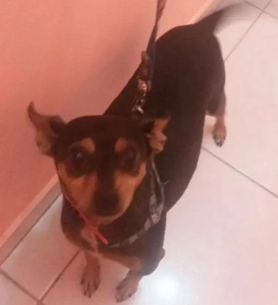 Cachorro ra a Pinscher idade 5 anos nome Pluto