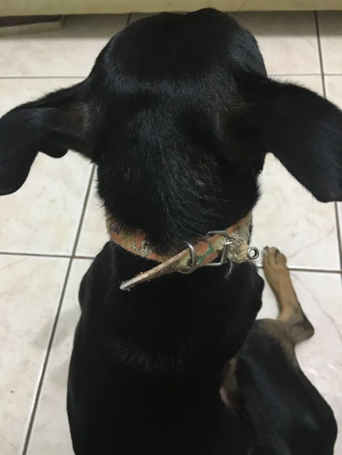Cachorro raça  idade  nome Sem nome 
