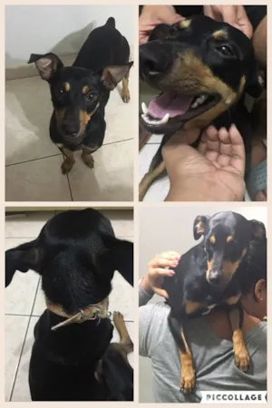 Cachorro raça  idade  nome Sem nome 
