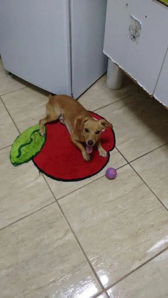 Cachorro ra a Vira lata misturado idade 1 ano nome Thor