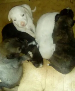 Cachorro raça Vira Lata idade Abaixo de 2 meses nome Filhotes Vira-Lata
