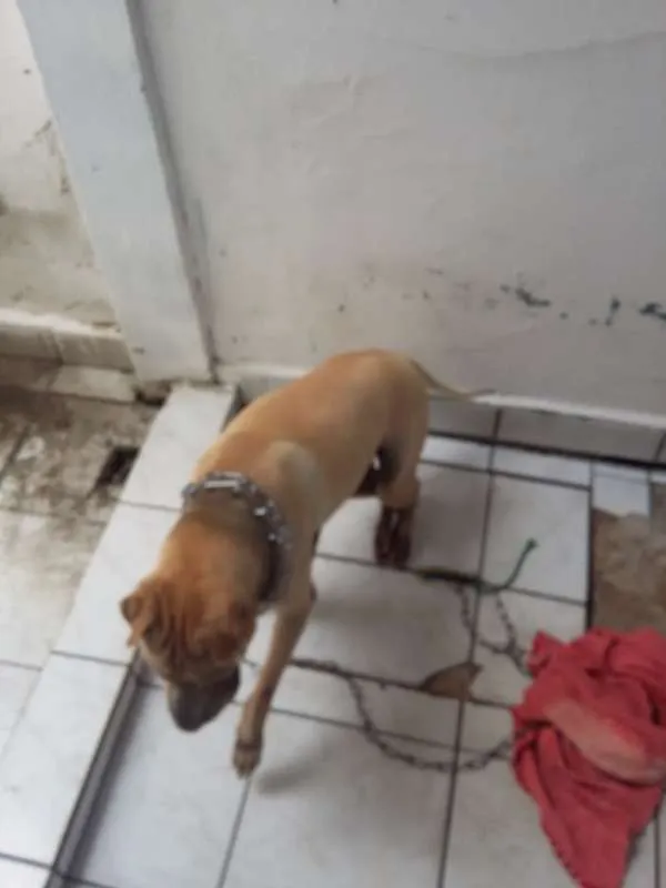 Cachorro ra a sharpei idade 3 anos nome lion