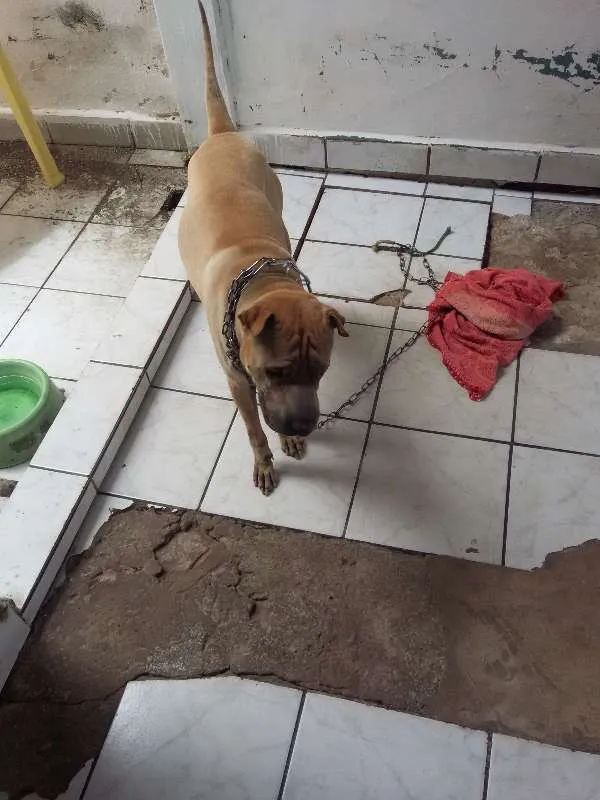 Cachorro ra a sharpei idade 3 anos nome lion