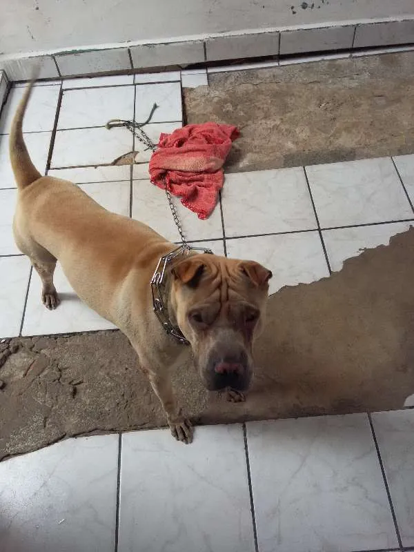 Cachorro ra a sharpei idade 3 anos nome lion