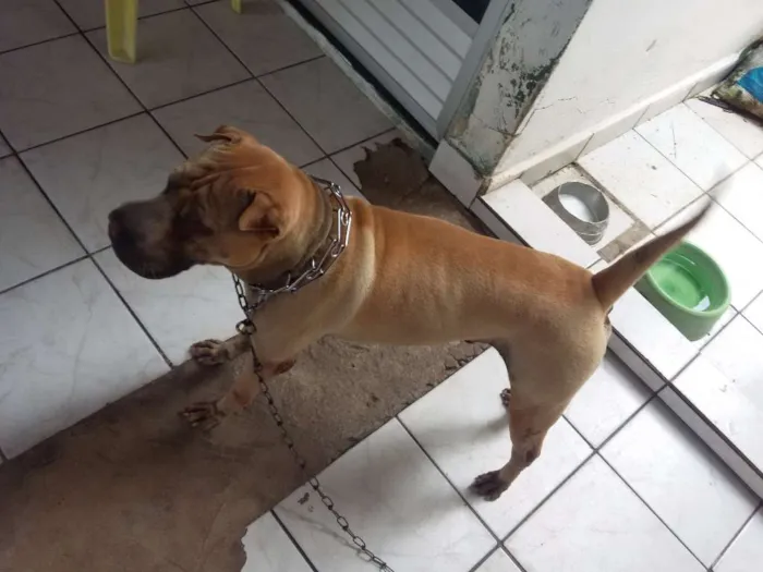 Cachorro ra a sharpei idade 3 anos nome lion