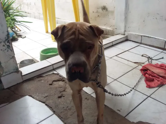 Cachorro ra a sharpei idade 3 anos nome lion