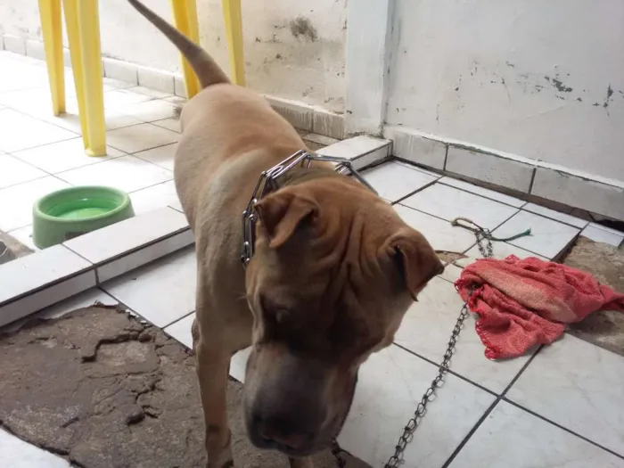 Cachorro ra a sharpei idade 3 anos nome lion