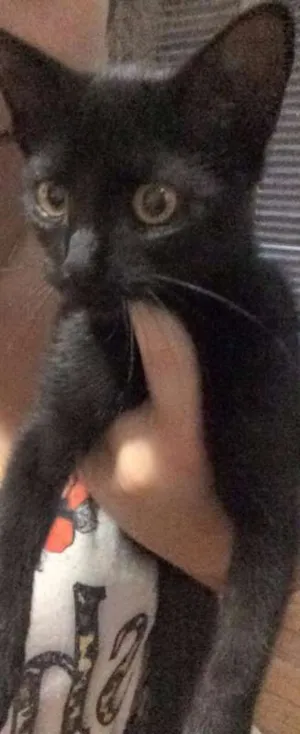 Gato raça Vira lata idade 2 a 6 meses nome Luna