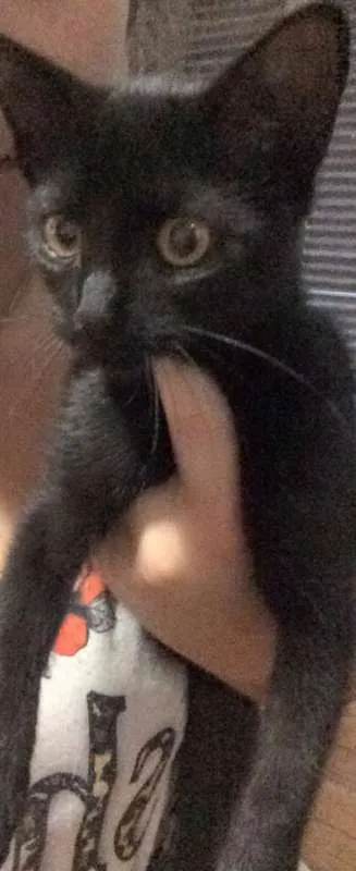 Gato ra a Vira lata idade 2 a 6 meses nome Luna