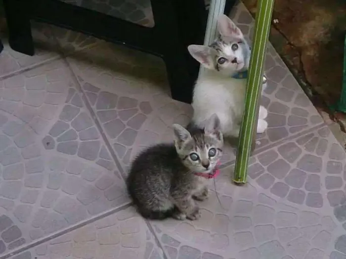 Gato ra a SRD idade Abaixo de 2 meses nome Sem nome 
