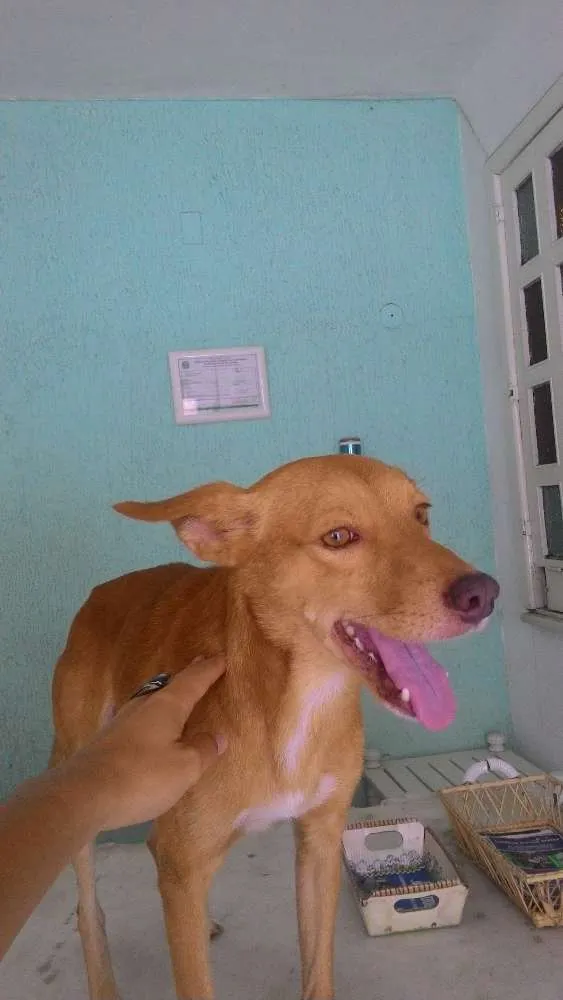 Cachorro ra a Indefinida idade 7 a 11 meses nome Serelepe