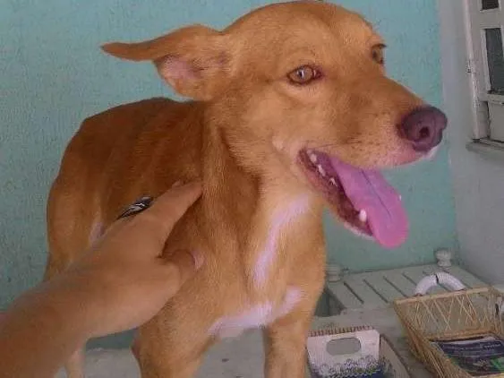 Cachorro ra a Indefinida idade 7 a 11 meses nome Serelepe