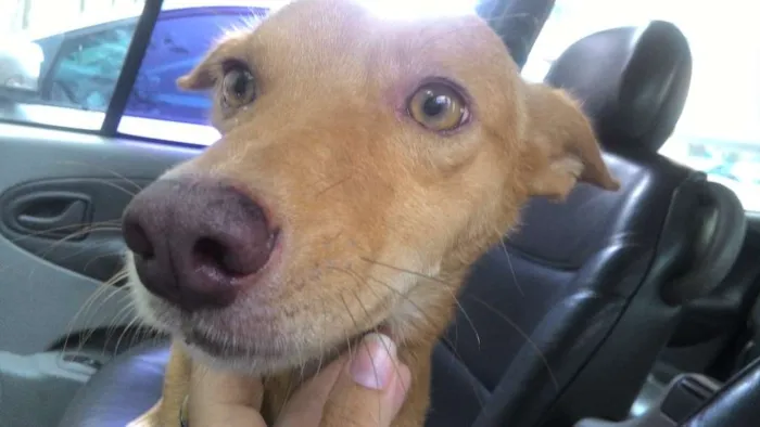 Cachorro ra a Indefinida idade 7 a 11 meses nome Serelepe