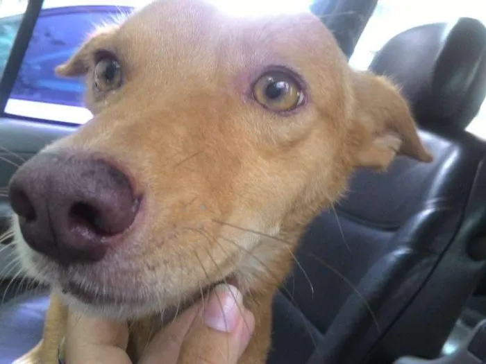 Cachorro ra a Indefinida idade 7 a 11 meses nome Serelepe