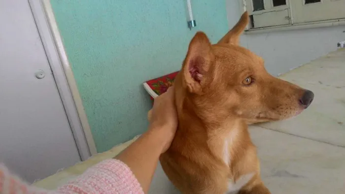 Cachorro ra a Indefinida idade 7 a 11 meses nome Serelepe
