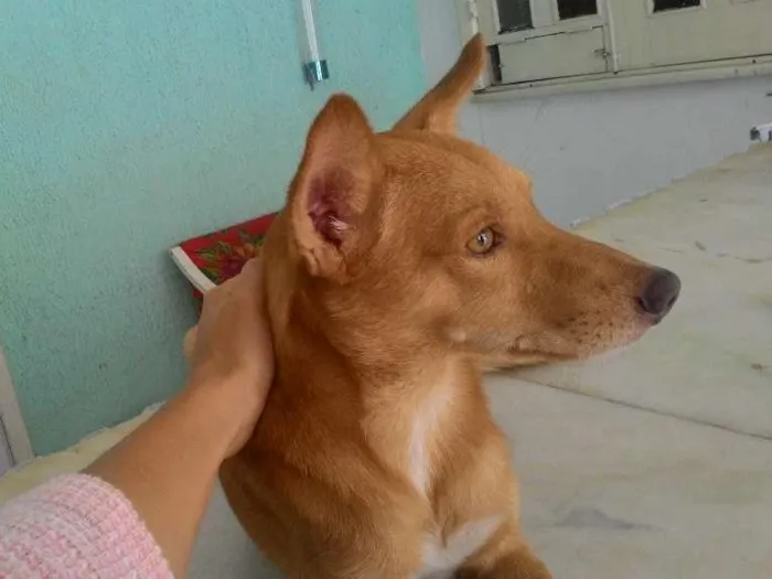 Cachorro ra a Indefinida idade 7 a 11 meses nome Serelepe