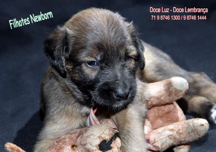 Cachorro raça puro cão idade Abaixo de 2 meses nome sem nome
