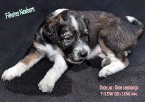 Cachorro raça puro cão idade Abaixo de 2 meses nome sem nome