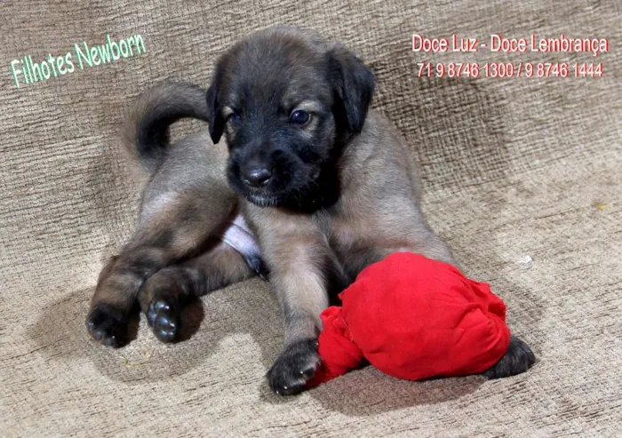 Cachorro raça puro cão idade Abaixo de 2 meses nome sem nome