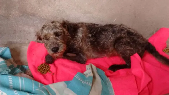 Cachorro ra a Pudo idade 2 anos nome Bethoven