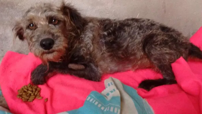 Cachorro ra a Pudo idade 2 anos nome Bethoven
