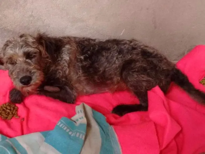 Cachorro ra a Pudo idade 2 anos nome Bethoven