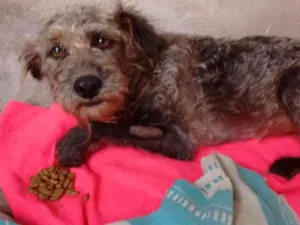 Cachorro raça Pudo idade 2 anos nome Bethoven