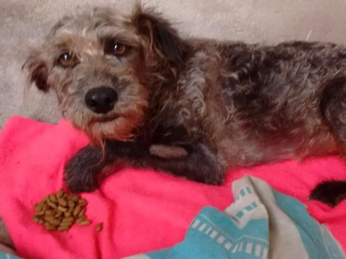 Cachorro ra a Pudo idade 2 anos nome Bethoven