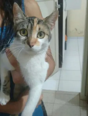 Gato raça  idade 2 a 6 meses nome sem nome
