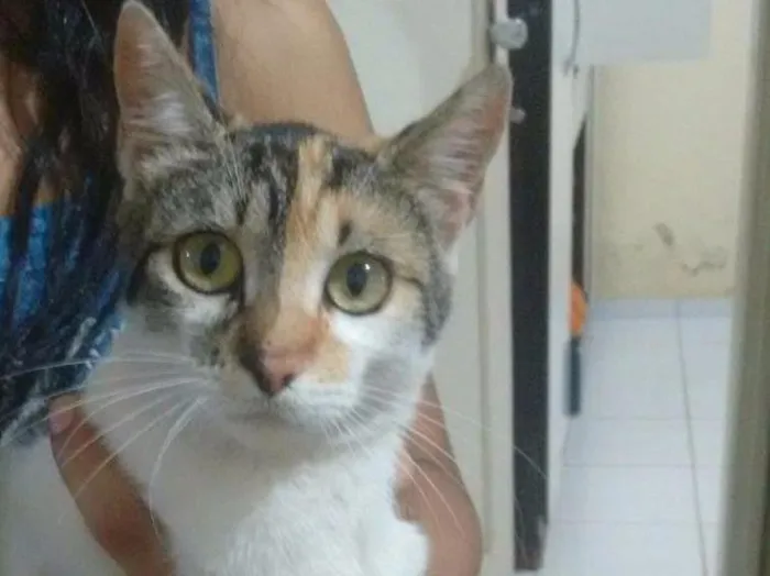 Gato raça  idade 2 a 6 meses nome sem nome