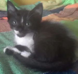 Gato raça Não definida  idade Abaixo de 2 meses nome Flor