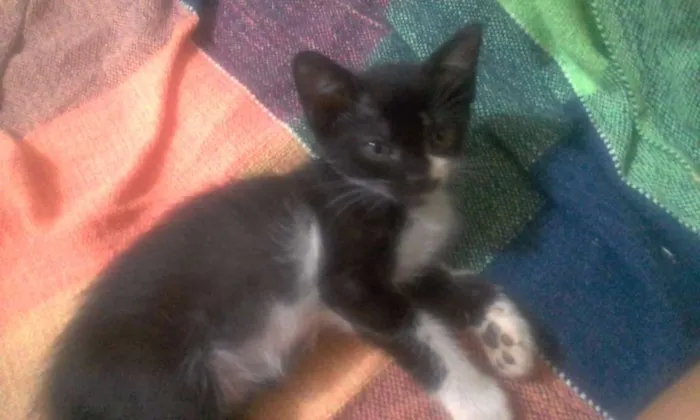 Gato ra a Não definida  idade Abaixo de 2 meses nome Aurora 