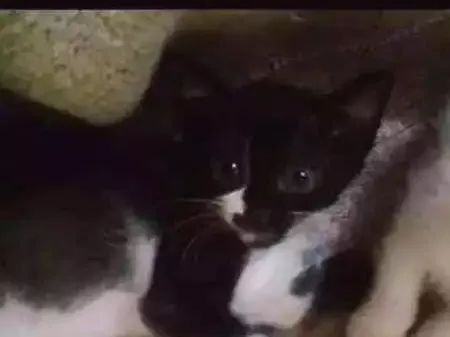 Gato ra a Não definida  idade Abaixo de 2 meses nome Aurora 
