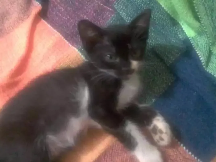 Gato ra a Não definida  idade Abaixo de 2 meses nome Aurora 