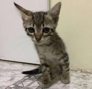 Gato raça  idade Abaixo de 2 meses nome Sem Nome