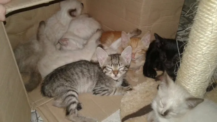 Gato ra a  idade Abaixo de 2 meses nome Sem Nome