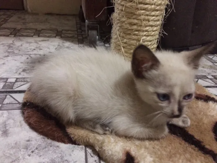 Gato ra a  idade Abaixo de 2 meses nome Sem Nome