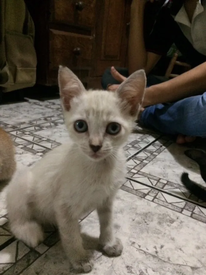 Gato ra a  idade Abaixo de 2 meses nome Sem Nome