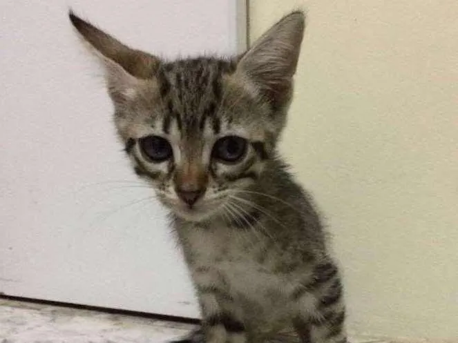 Gato ra a  idade Abaixo de 2 meses nome Sem Nome