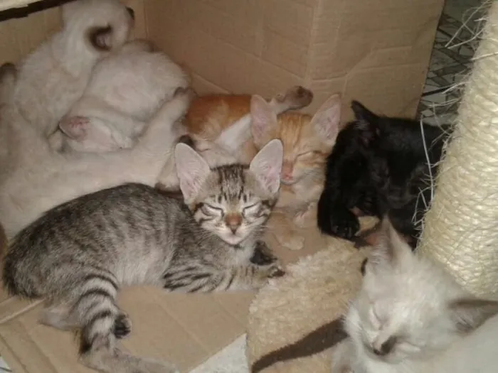 Gato ra a  idade Abaixo de 2 meses nome Sem Nome