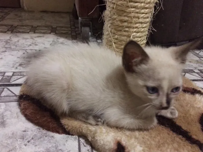 Gato ra a  idade Abaixo de 2 meses nome Sem Nome