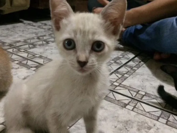 Gato ra a  idade Abaixo de 2 meses nome Sem Nome