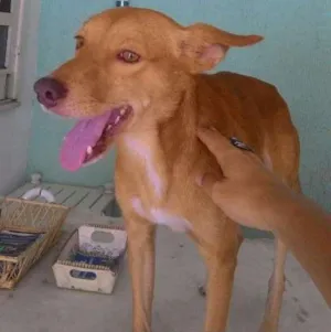 Cachorro raça Indefinida idade 7 a 11 meses nome Serelepe